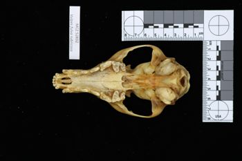 Media type: image;   Mammalogy 52832 Description: Image of skeleton specimen - ventral view. ventral view of skull.;